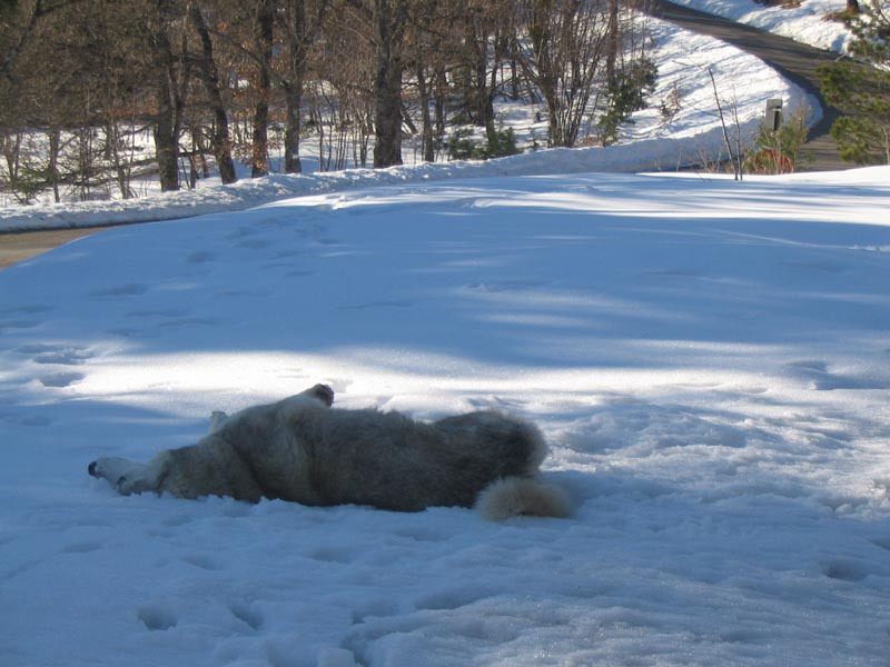 1_loup_par_la