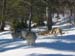 3_loups_par_ici