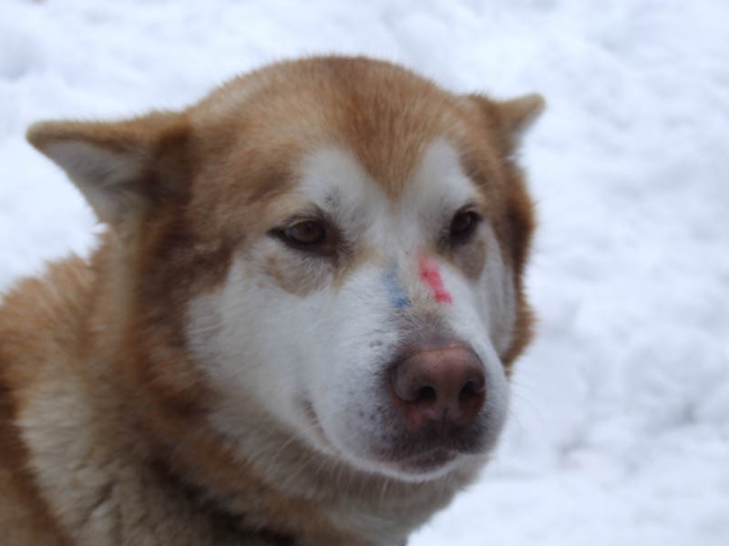 baika-malamute