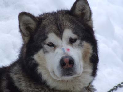 bayok-malamute